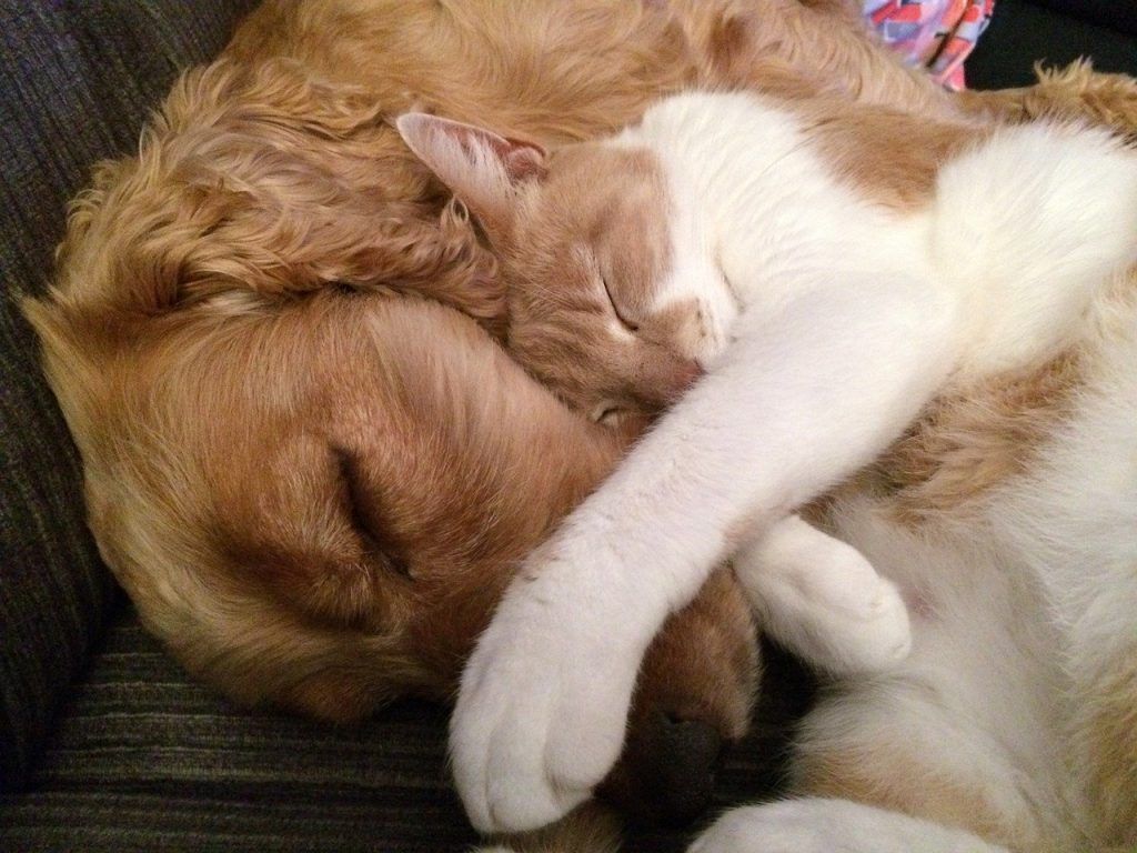 Diferencias entre perros y gatos. Perro y gato durmiendo