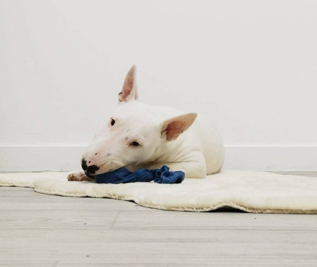 bull terrier miniatura