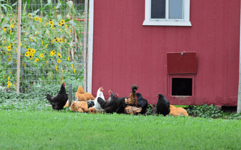 tener gallinas en casa