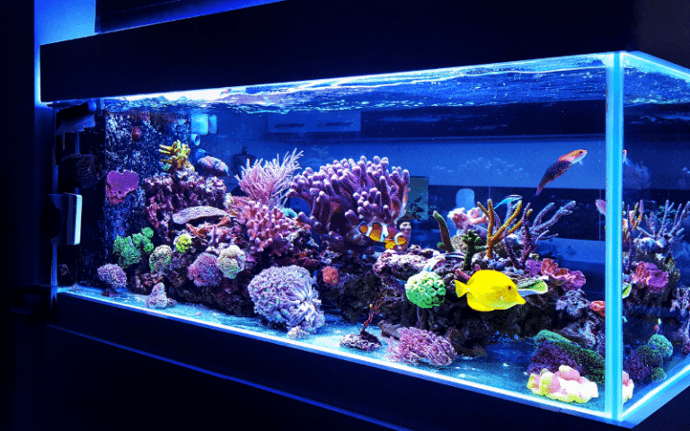 crear un acuario