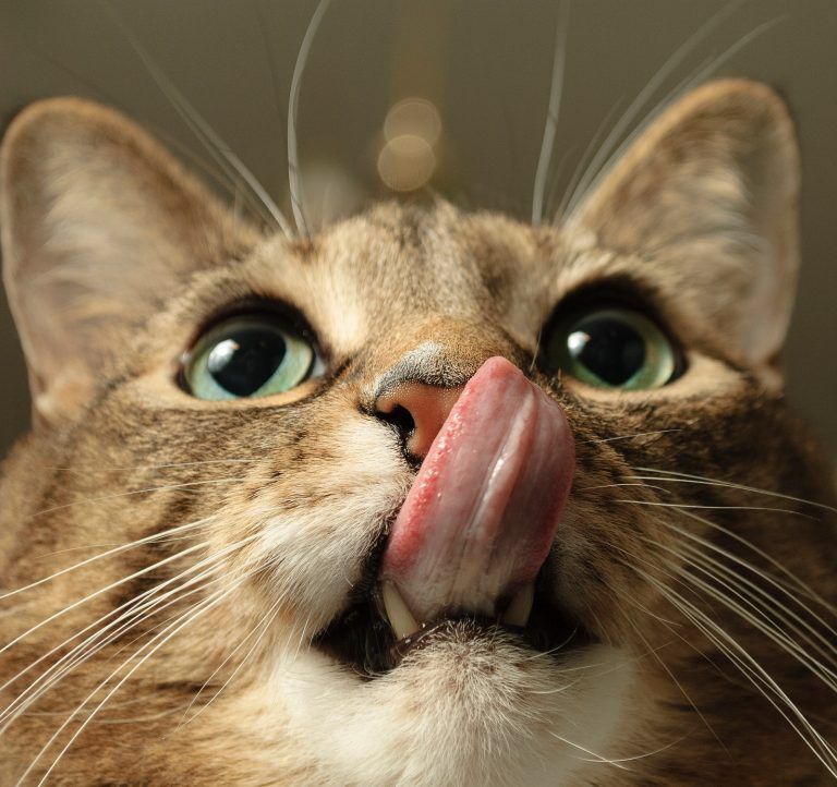 gato hambre