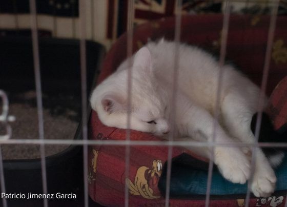 Gato protectora
