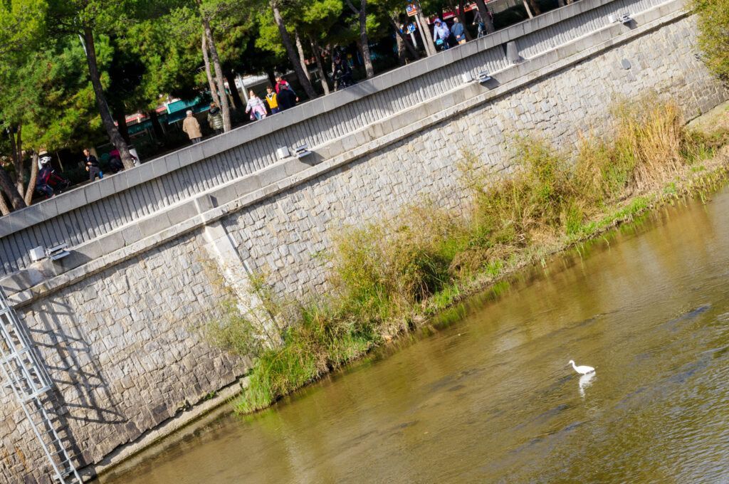 Garceta frente a los focos del rio manzanares