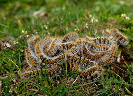 Oruga procesionaria del pino en Parque nacional de la Sierra de Guadarrama Madrid