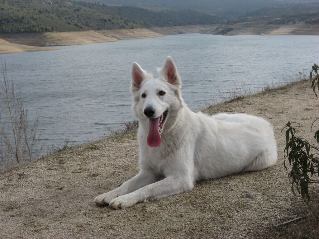 Perro frente a embalse