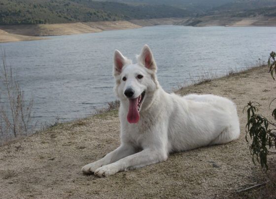 Perro frente a embalse