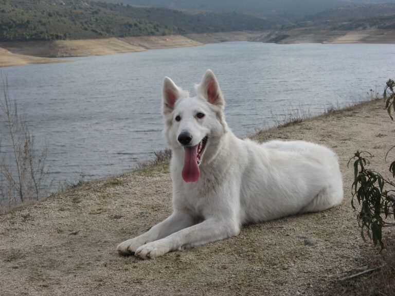 Perro frente a embalse