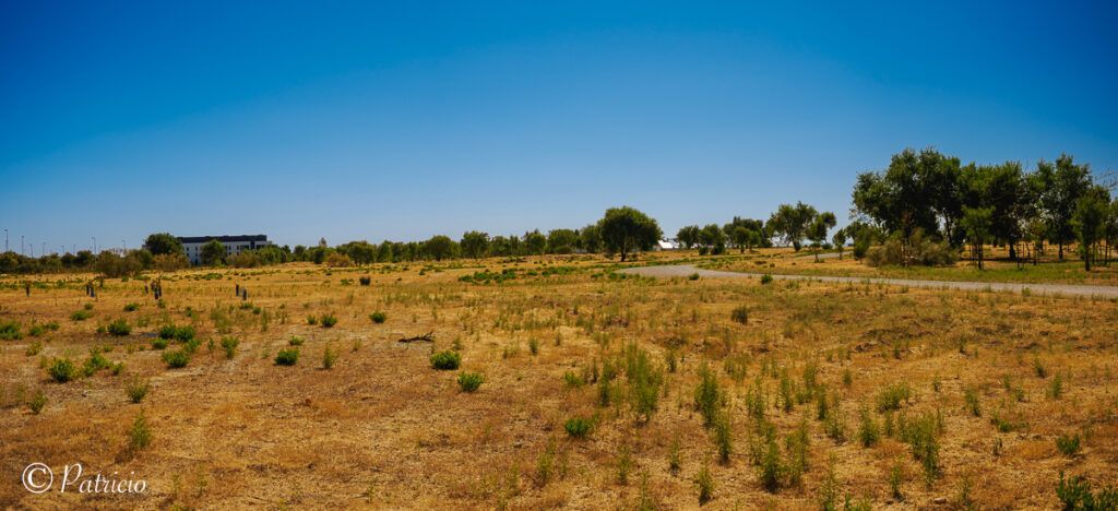 trasplante de árboles en Valdebebas
