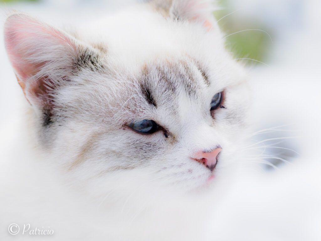 cara de gato