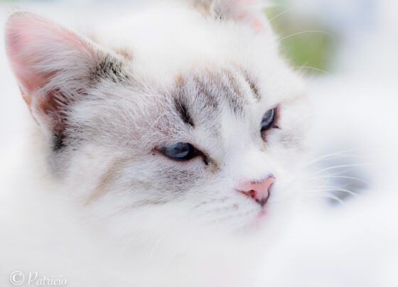 cara de gato
