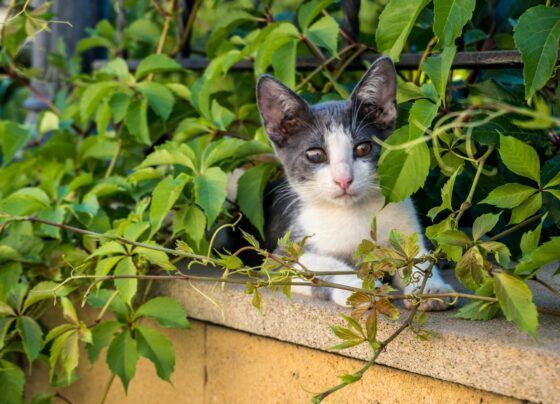 Gato entre plantas