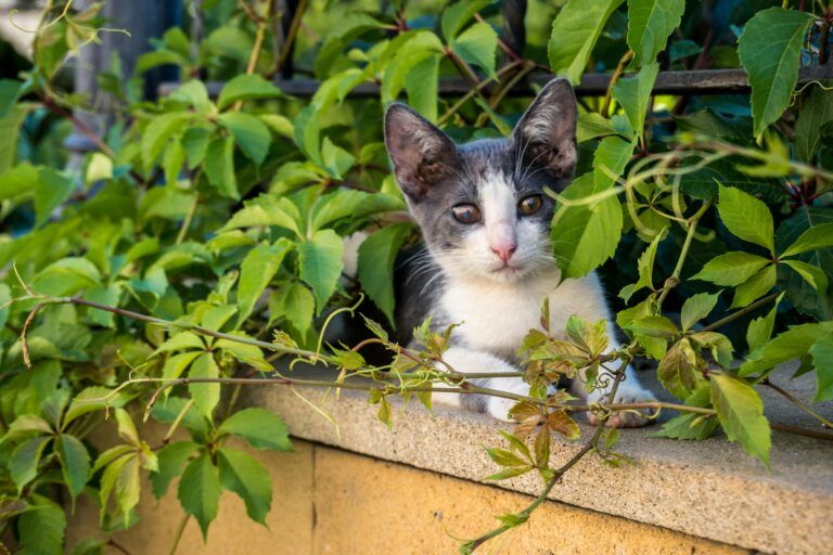 Gato entre plantas
