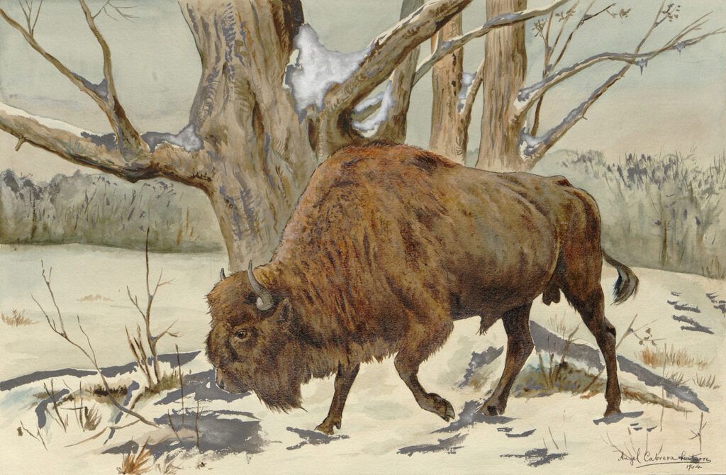 dibujo bisonte angel cabrera