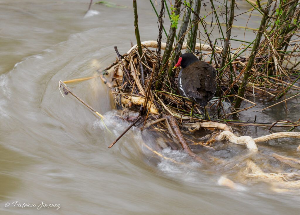 Gallineta en la última crecida de Madrid Río