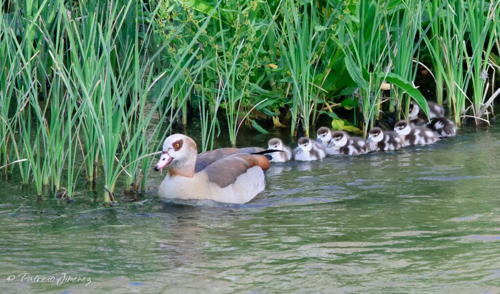 Ganso del Nilo con sus polluelos en Madrid Río