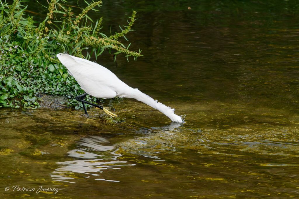 Garceta pescando en Madríd Río