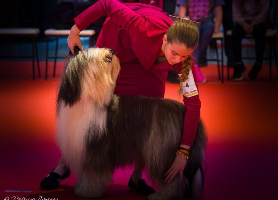 Bobtail copa de criadores