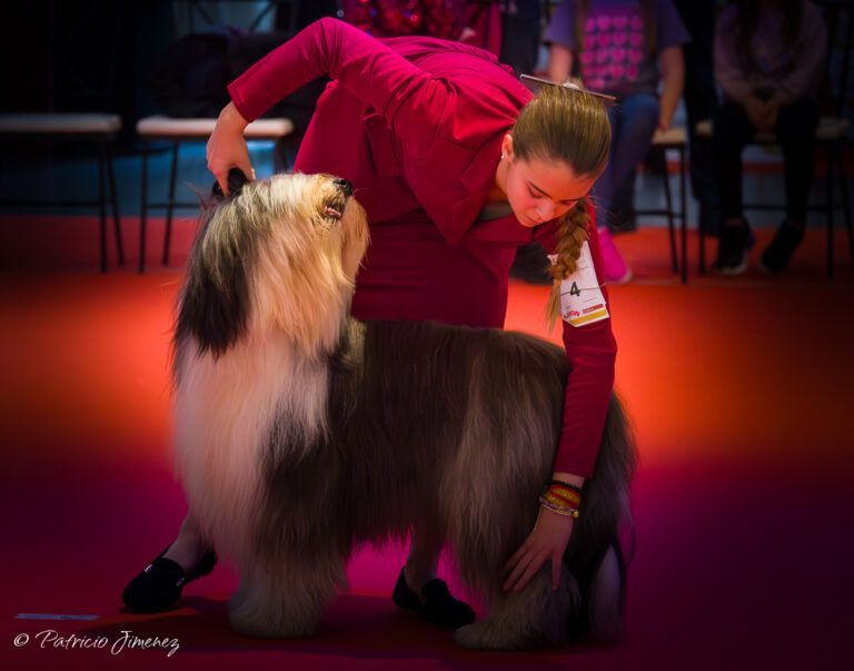 Bobtail copa de criadores