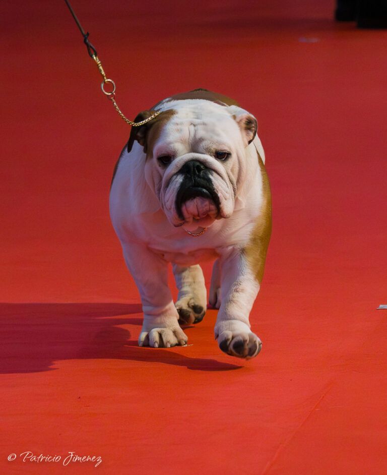 Bulldog