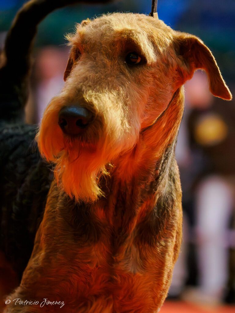 Fox Terrier