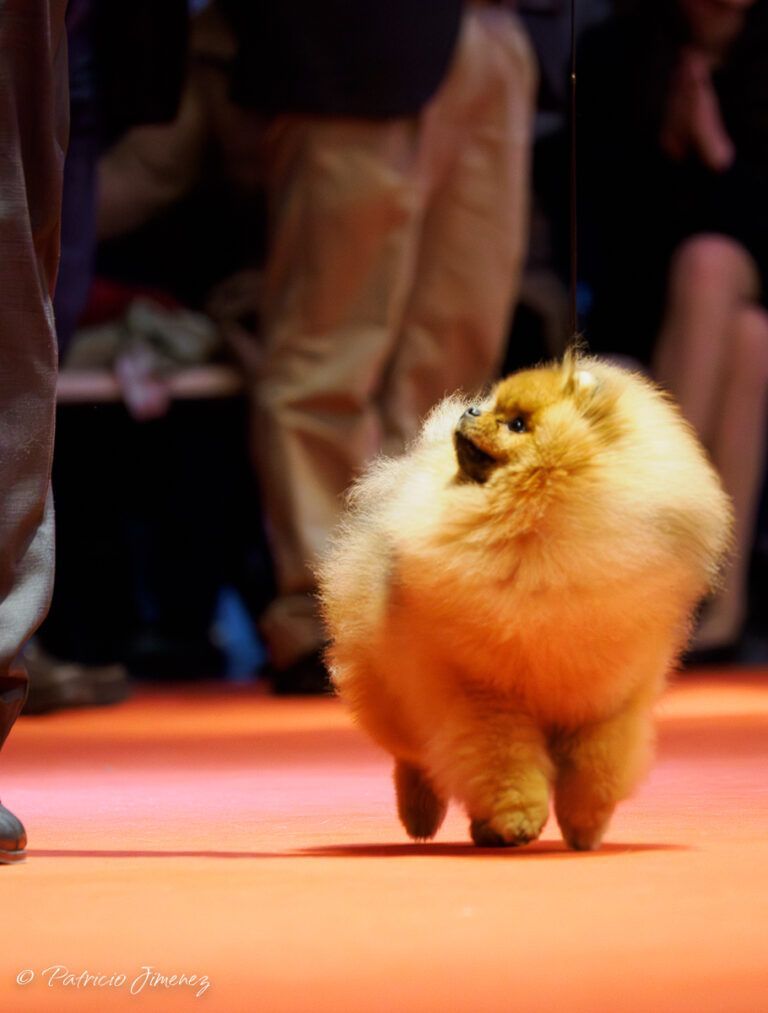 Pomerania